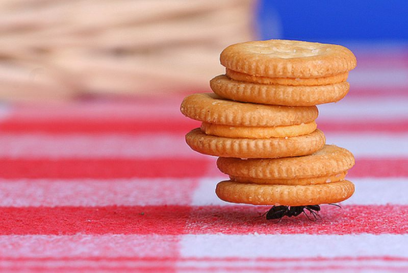 hormiga & galletas.jpg